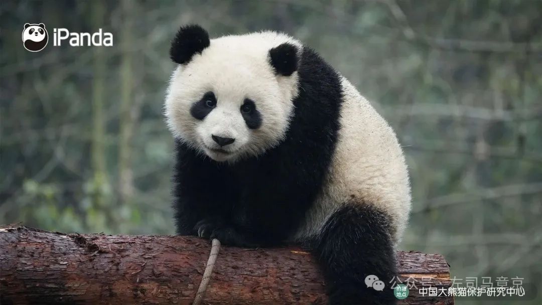 顾子明-2